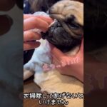 おはぎのお世話#パグ#愛犬#シワ掃除 #お世話 #ペット #可愛い #癒し #犬