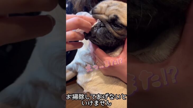 おはぎのお世話#パグ#愛犬#シワ掃除 #お世話 #ペット #可愛い #癒し #犬