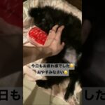 くつろぎまめさん #犬 #犬のいる暮らし #犬動画 #犬好き #犬のいる幸せ #癒し #癒し動画