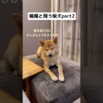 睡魔と闘う柴犬が可愛い #柴犬 #犬 #おもしろ #柴犬いくらと弟あおくん