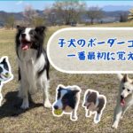 [可愛い]ボーダーコリーの子犬が成長しながら覚えた技(スルー🌀)