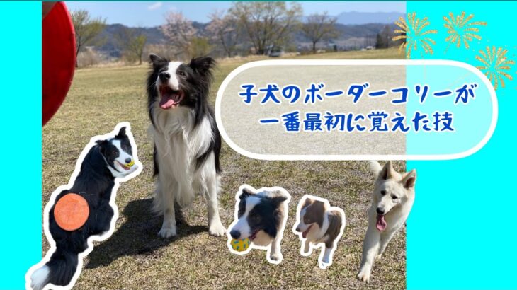 [可愛い]ボーダーコリーの子犬が成長しながら覚えた技(スルー🌀)