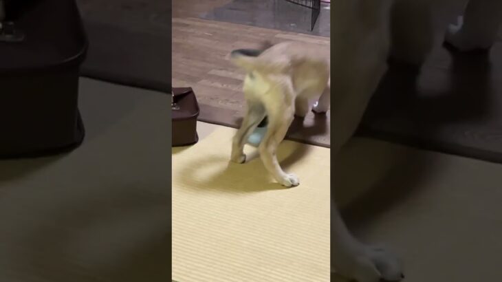 あの、それ私のスマホ入れ、　#犬 #ハプニング