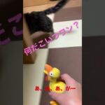 くつ下好きだけど、犬用おもちゃはきらいな犬