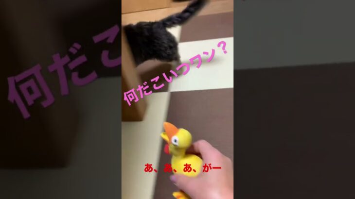 くつ下好きだけど、犬用おもちゃはきらいな犬