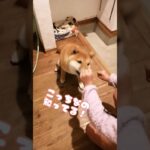 鼻が効く柴犬 #柴犬 #柴犬りゅう #ペット #かわいい #子犬