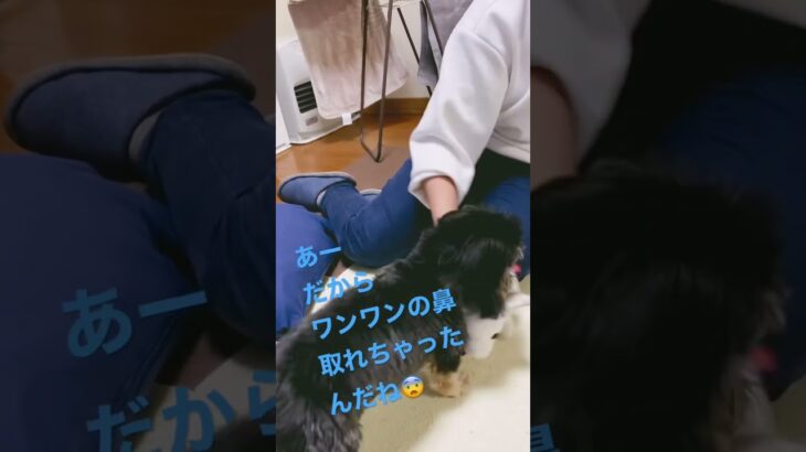 ぬいぐるみワンワンと戦う犬