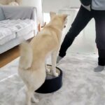 【犬 保護犬 日常】チョビかわ！『ずっこけハプニング！でも、メンタル強い、立て直します』