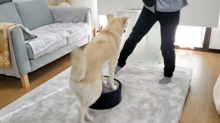 【犬 保護犬 日常】チョビかわ！『ずっこけハプニング！でも、メンタル強い、立て直します』