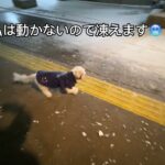 保護犬が突然の痙攣？？色々起きるハプニング