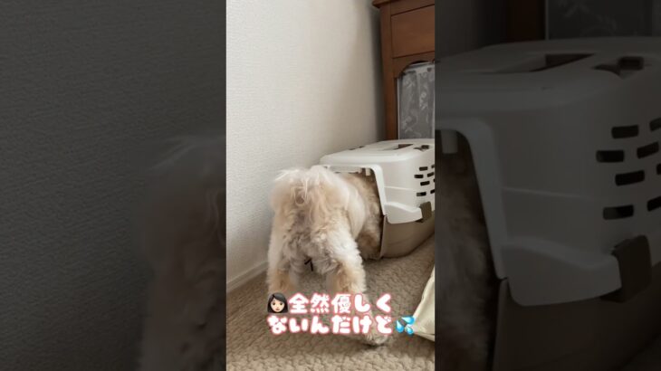 モルカー大好きな犬が取った意外な行動とは！？【オチが可愛い❤️】