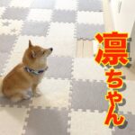 大好きなパパが起きるのを、じっと待ち続ける子犬が可愛い