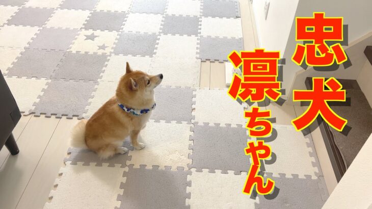 大好きなパパが起きるのを、じっと待ち続ける子犬が可愛い