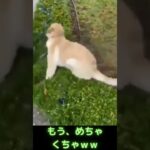 激しい散歩をなさる犬さんｗｗ