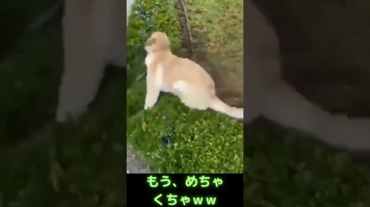 激しい散歩をなさる犬さんｗｗ