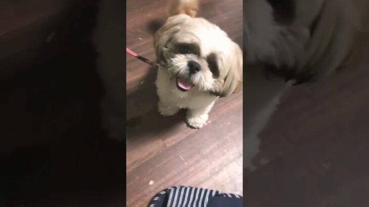 テンションぶちあげイッヌ#シーズー #犬のいる暮らし #癒し動画 #おもしろ #ペット #保護犬