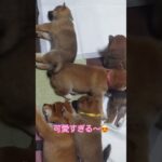 【犬】豆柴子犬🎶皆んなでお休み中💤かわいい💕まめしば亭ブログvlog #shorts