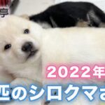 かわいい白豆柴子犬✨2022年に誕生した4匹！まめしば亭ブログ・vlog