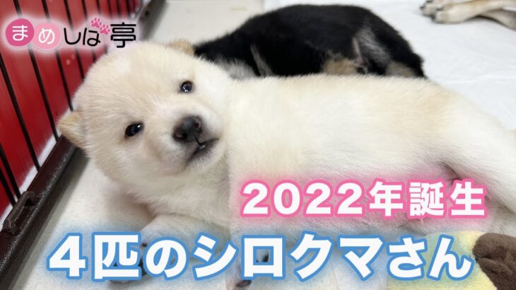 かわいい白豆柴子犬✨2022年に誕生した4匹！まめしば亭ブログ・vlog