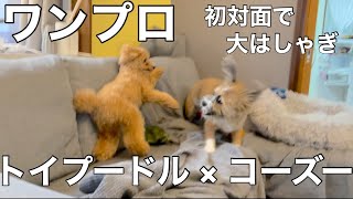 【コーギー×シーズーMIX】ワンプロハプニング【トイプードル】