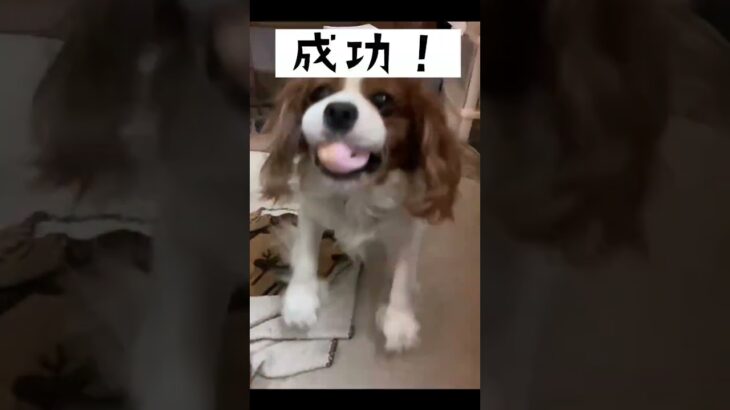 雨降りの日のレトちん。 #cavalier #かわいい #キャバリア #犬のいる暮らし #日常 #犬 #癒し #犬のいる生活