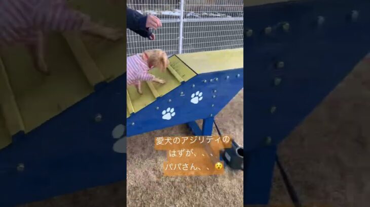 ハプニング！！！#アジリティ#犬#ゴールデンドゥードル #dog#ハプニング#おもしろ動画