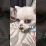 #愛犬 #dog #doglover #癒し #shorts #犬