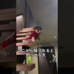 【面白可愛い犬】ここから降りないで〜〜！！（笑） #dog #lol #マルポメ #ミックス犬 #shortvideo #shorts #おもしろ動画