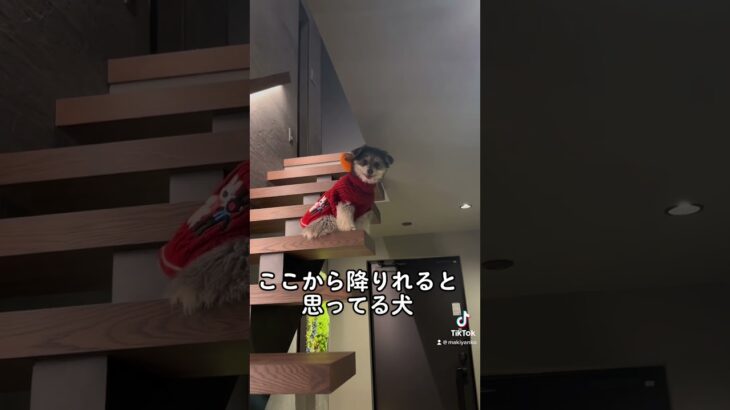 【面白可愛い犬】ここから降りないで〜〜！！（笑） #dog #lol #マルポメ #ミックス犬 #shortvideo #shorts #おもしろ動画