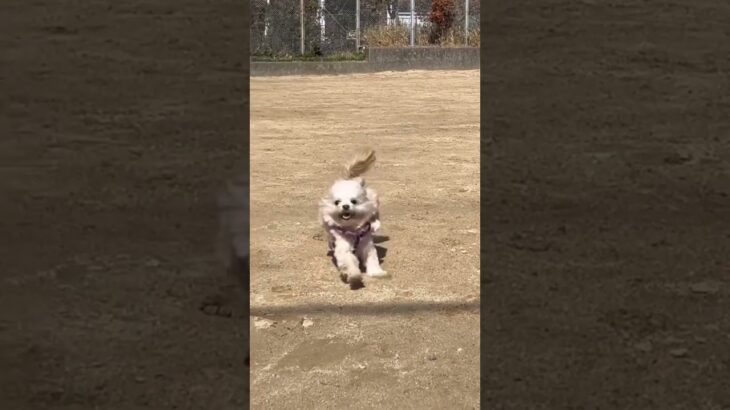 【猛ダッシュ犬】ドックラン! #走るのが早い #犬おもしろ動画  #dog #perro