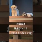 【面白犬】お出迎え、けだるそうな犬と喜ぶ犬！！ #lol #dog #マルポメ #ミックス犬 #おもしろ動画 #チワプー #shortvideo #shorts  #おすすめにのりたい