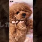 主の疲れリセット💕#moko #poodle #トイプー #癒し犬 #cute #my medicine#shorts