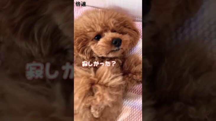 主の疲れリセット💕#moko #poodle #トイプー #癒し犬 #cute #my medicine#shorts