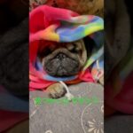 【パグ】発見！#パグ #pug #shorts #日常 #癒し #犬のいる暮らし