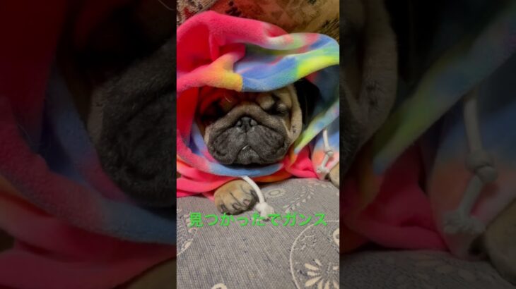 【パグ】発見！#パグ #pug #shorts #日常 #癒し #犬のいる暮らし