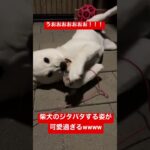 柴犬のジタバタする姿が可愛過ぎる #shorts 　#柴犬　#子犬　#癒やし #かわいい #仔犬　#可愛い