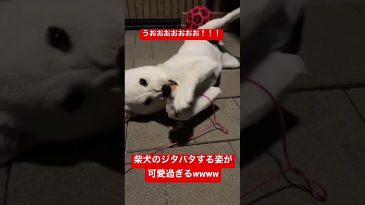 柴犬のジタバタする姿が可愛過ぎる #shorts 　#柴犬　#子犬　#癒やし #かわいい #仔犬　#可愛い