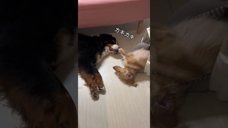 【器用】小型犬 の手を借りて鼻をかく超大型犬#おもしろ犬#shorts#犬