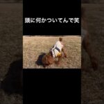 ちょっとイタズラしちゃった笑 #shorts #dog #犬 #いぬ #toypoodle #トイプードル #おもしろ #cute #かわいい #かわいい犬