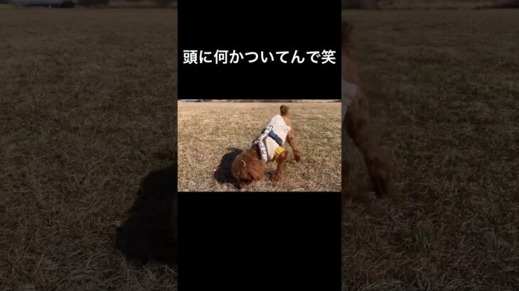 ちょっとイタズラしちゃった笑 #shorts #dog #犬 #いぬ #toypoodle #トイプードル #おもしろ #cute #かわいい #かわいい犬