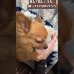 【ペロ犬】離してほしいけど… #どうぶつ #大好き #かわいい #自由 #ちわわ大好き #かわいい犬 #ちわわ #激しい #チワワ #チワワとの暮らし #shorts #short