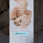 わんこのくつろぎ時間#shorts #short#癒し動画#犬動画#犬 #dog
