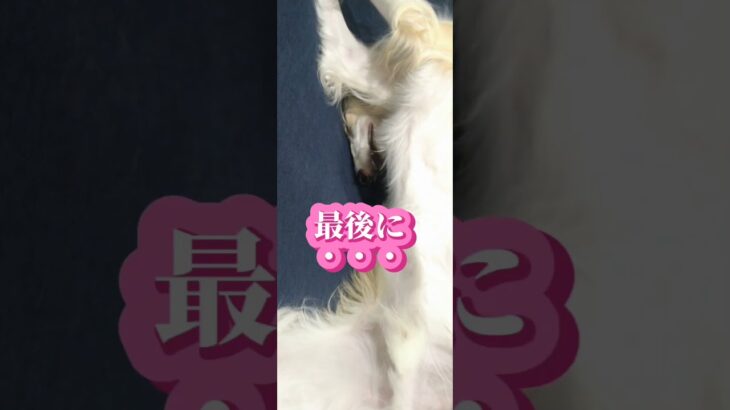 【おもしろ動画】世界一凄い寝相❗#shorts#犬#dog