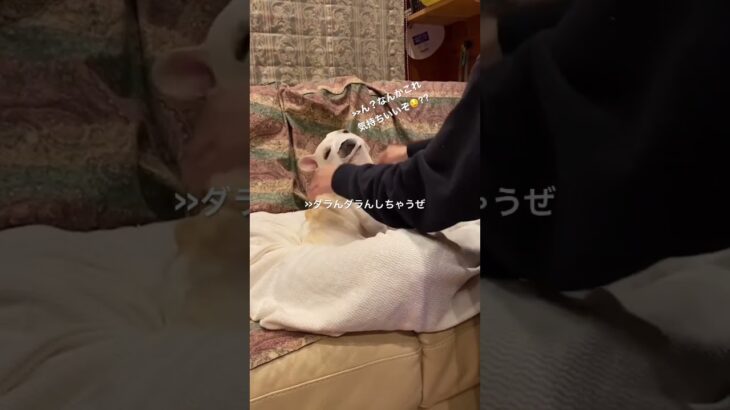 犬にフェイスパックを付けてみた結果…#フレンチブルドッグ