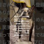 暴れ狂う犬。下アングルでもかわいい犬。# #犬 #保護施設 #保護犬を迎える #かわいい犬 #ほごねこ #保護猫を迎えよう #いぬのきもち #しゃべる犬 #かわいくてごめん #ご支援お願いします。