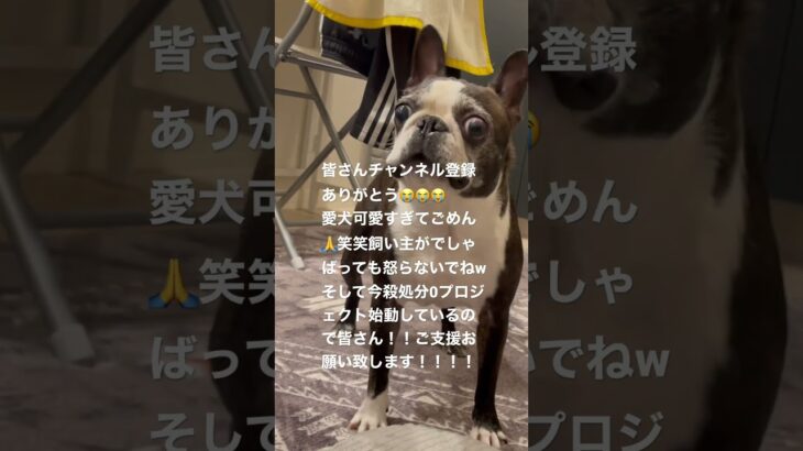 暴れ狂う犬。下アングルでもかわいい犬。# #犬 #保護施設 #保護犬を迎える #かわいい犬 #ほごねこ #保護猫を迎えよう #いぬのきもち #しゃべる犬 #かわいくてごめん #ご支援お願いします。