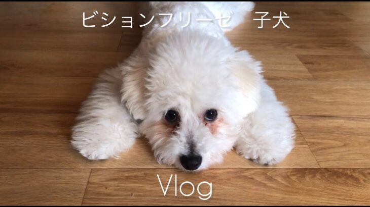 【自己紹介】 ビションフリーゼのオリバーです｜かわいい子犬との日常