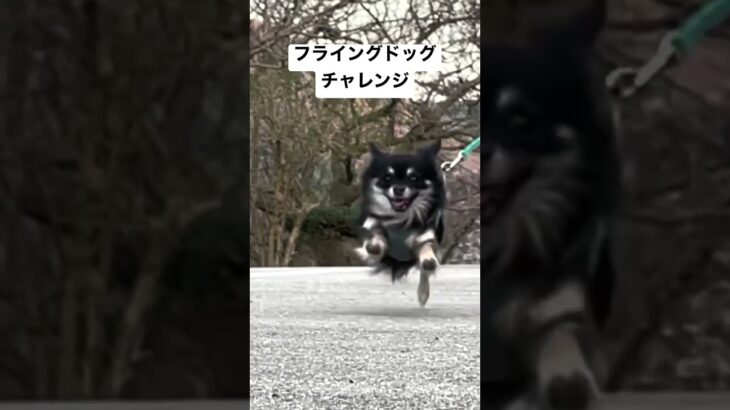 フライングドッグチャレンジ#チワワ #癒し #犬 #犬のいる暮らし #おもしろ