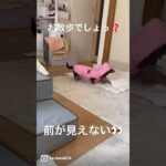 お散歩準備！風が冷たいからダウン装着 #癒し動画 #犬のいる暮らし #犬かわいい #保護犬 #いぬのきもち #犬 #多頭飼い #ダックスフド