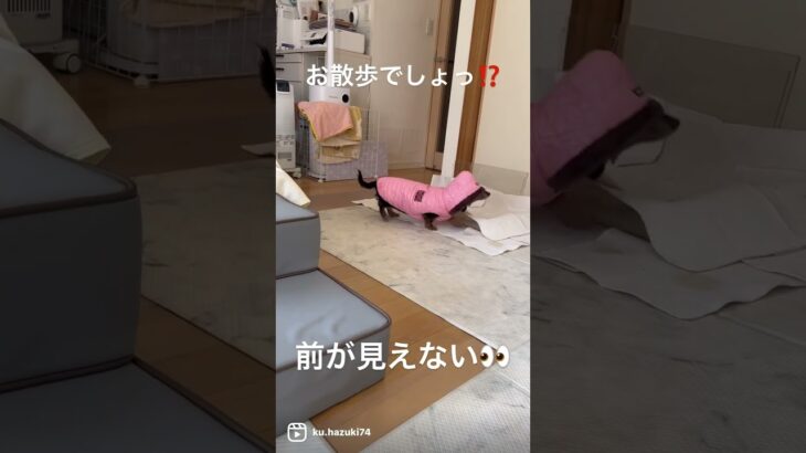 お散歩準備！風が冷たいからダウン装着 #癒し動画 #犬のいる暮らし #犬かわいい #保護犬 #いぬのきもち #犬 #多頭飼い #ダックスフド